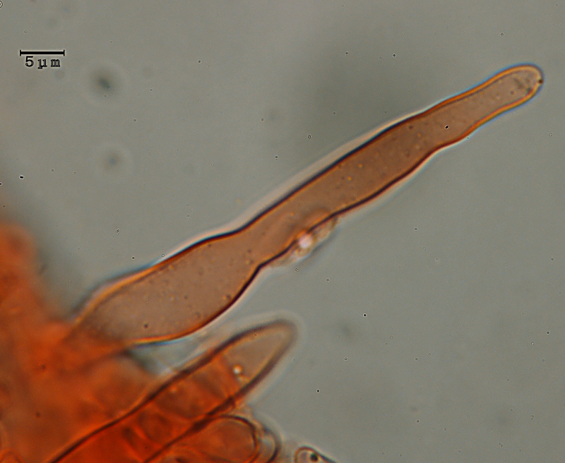 Ricomparsa! (Auriporia aurulenta)
